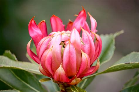 Swallows Nest Farm: Waratah!