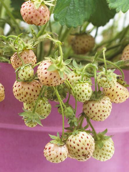 Erdbeeren Pflanzen Pflegen Und Ernten Mein Schöner Garten