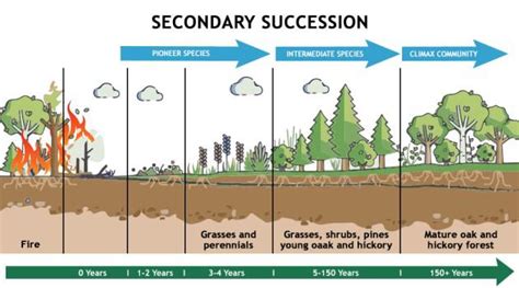 Difference Between Primary And Secondary Succession GeeksforGeeks