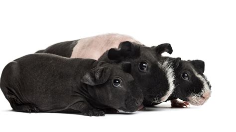 Guinea Pig Breeds