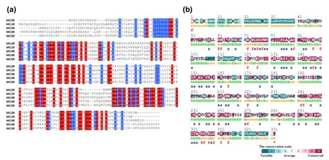 Molecular Analysis And Conformational Dynamics Of Human Mc4r Disease Causing Mutations