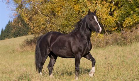 15 Black Pony Breeds - Helpful Horse Hints