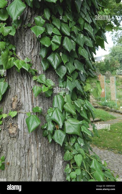 Persian Ivy Hedera Colchica Climbing Up A Tree Stock Photo Alamy