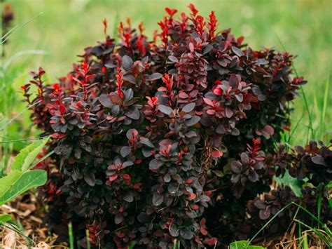 Japanese Barberry - Care, Growing, Watering, Flowering, Propagation ...