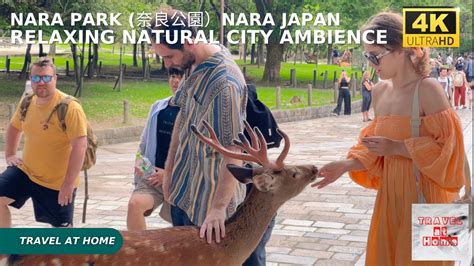 4k hdr japan travel Walk in Nara Park 奈良公園Nara Japan Relaxing