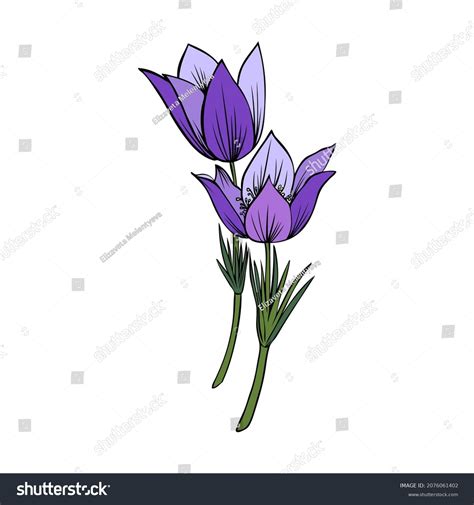 408 Pasque Flower Stock Vectors, Images & Vector Art | Shutterstock