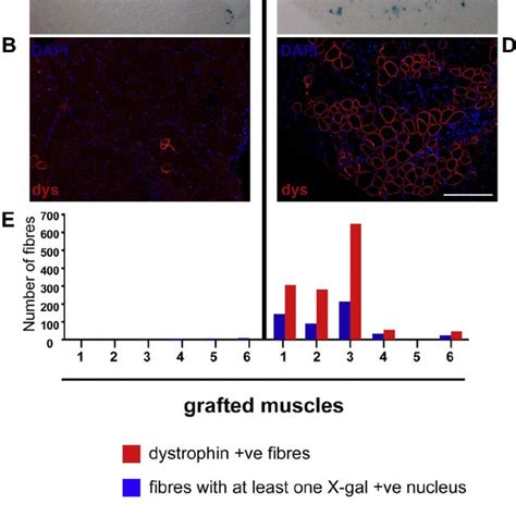 A D Donor Derived Muscle Formation In Host Mice N Whose