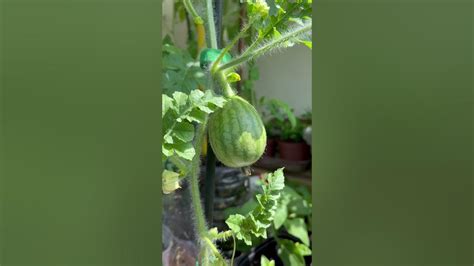 +1 кавунчик росте🍉 #кавун🍉 #кавунзкісточки🍉 #вирощуємовдома🍉 # ...