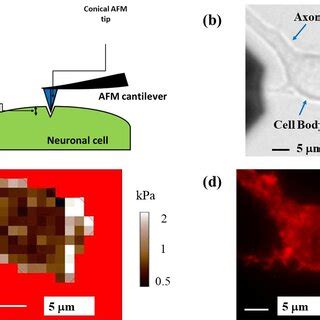 Schematic Of The Basic Procedures Used In Traction Force Microscopy