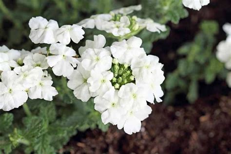 How To Grow And Care For Verbena Gardener S Path Plant Zones Full