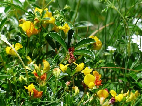 Images Gratuites : fleur, Prairie, Floraison, herbe, botanique, jaune ...