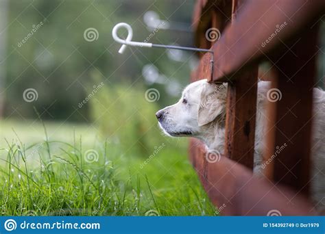 Un Perro Blanco Criado En Línea Pura Del Golden Retriever Con Su Cabeza