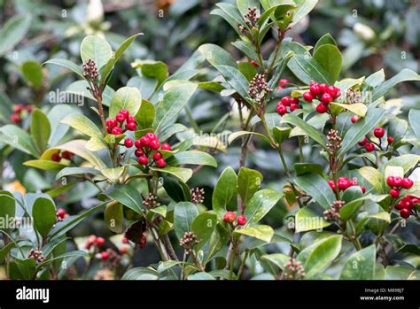 Skimmia japonica shrub red berries hi-res stock photography and images ...