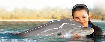 Zoomarine Dolphin Emotions