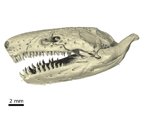 Photorealistic Render Of A Caecilian Skull Zmh A00235 In Lateral