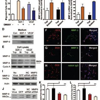 Mmp And Mmp Expressed By Adult Neural Stem Progenitor Cells Anpcs