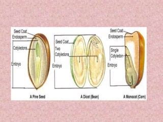 Seed And Different Methods Of Sowing Ppt