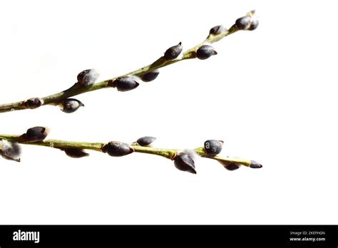 Gray Fluffy Pussy Willow Buds Early Spring On White Background Stock Photo Alamy