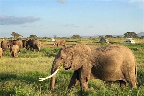 Amboseli National Park Safari Alderley Tours Travel