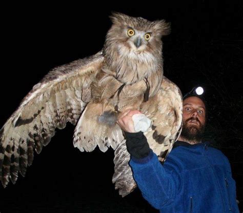 🔥 Blakiston’s Fish Owl Is The Largest Owl In The World 🔥 : r ...