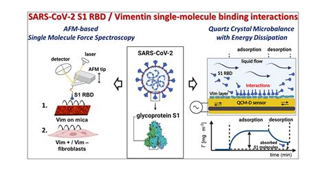 Physicochemical Nature Of Sars Cov Spike Protein Binding To Human