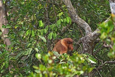 Proboscis Monkey Nasalis Larvatus Long Nosed Monkey Dutch Monkey