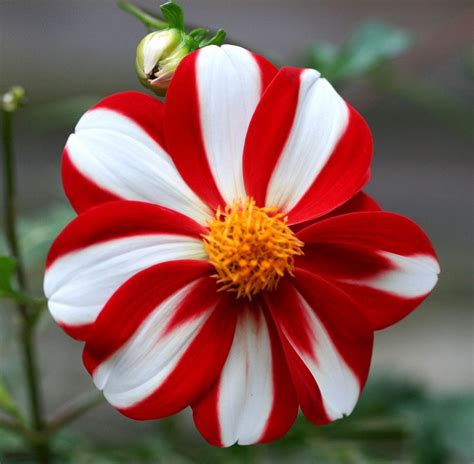 Union Jack Dahlia Beautiful Flowers Amazing Flowers