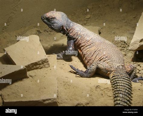 North African Spiny Dabb Lizard Uromastyx Acanthinura Aka North