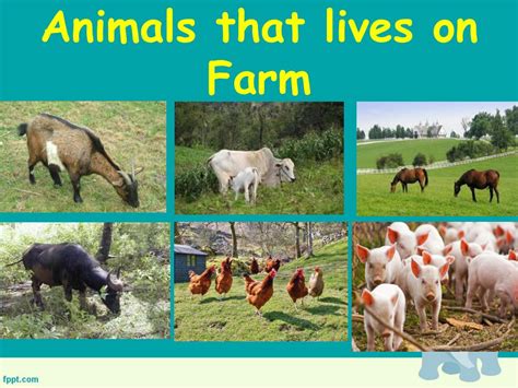 Ppt Animals And Their Habitat Powerpoint Presentation Free Download