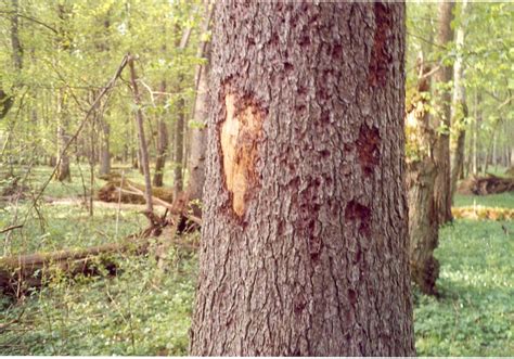 Bark_beetle_and_woodpecker_signs_on_spruce_bark,_May_2007,_Bialowieza ...