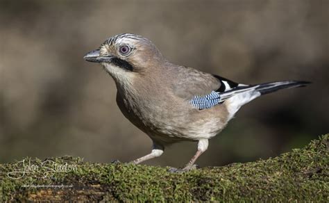 Jays revisited – John Stanton Photography