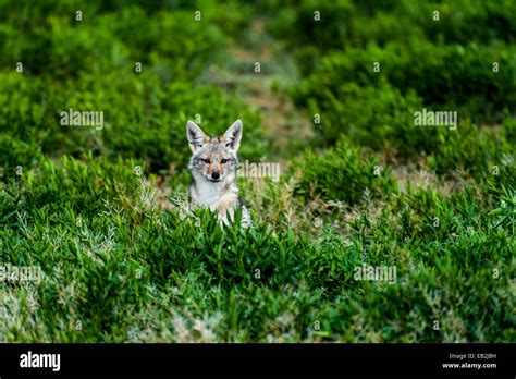 Cabeza De Un Chacal Fotograf As E Im Genes De Alta Resoluci N Alamy