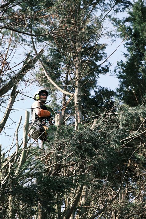 Photos Espace Vert Professionnel Bois Environnement Services