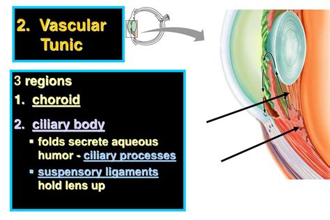 Eye Anatomy Ppt Download