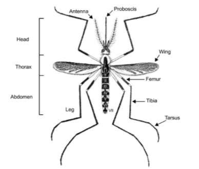 Redirecting to https://educhannel.id/artikel/flora-dan-fauna/nyamuk.html