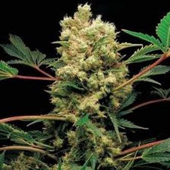 Bud Babe Power Kush CNNBS Nl