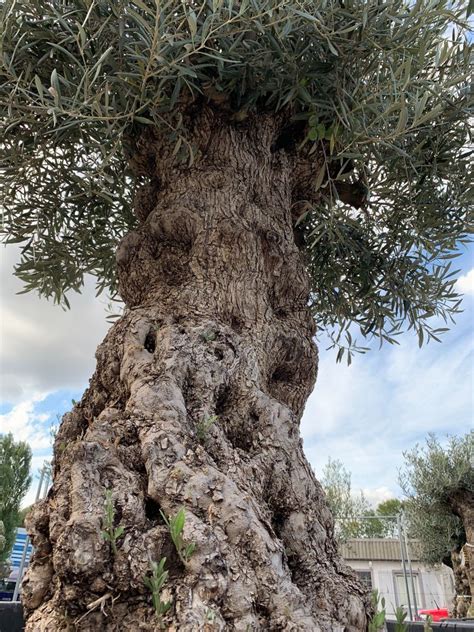 Olea Europaea Hojiblanca Olivenbaum Als Bonsai Im Topf Winterhart