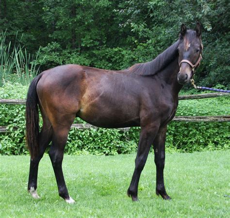 Spectacular Dark Bay Rhinelander Yearling Gelding Dragunov Rgf” Red