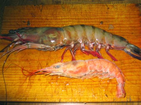 Diferencia entre gamba y langostino desentrañando el misterio del