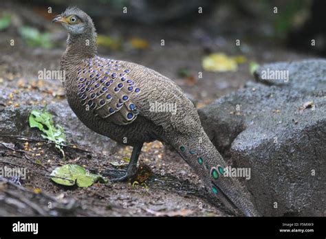 Grey Peacock Pheasant Polyplectron Bicalcaratum In Thailand Stock