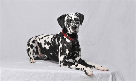 Dalmatian Dog Lying Down Stock Photo Image Of Adult 48405588