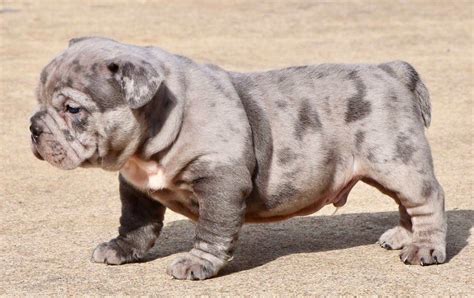 Cor Merle Em American Bully E Exotic Bully Canil Pitbully