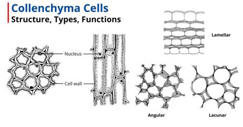 Collenchyma Cells: Structure, Types, Functions Microbiologystudy » Microbiology Study