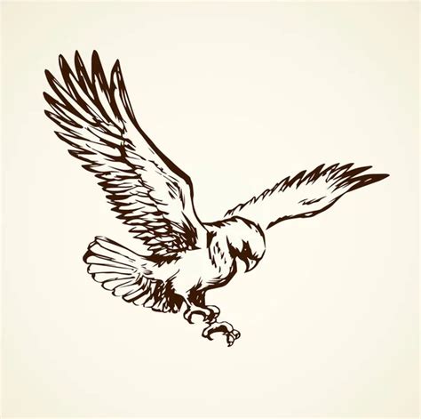 Hawk Flying Drawing