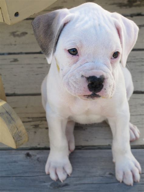 My White Boxer 7 Weeks Old Boxer Dogs Boxer Puppies Boxer Dog Breed