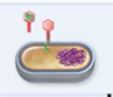 Microbio Module Ch The Diversity Of Bacteria Archaea