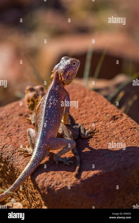 The Common Agama Red Headed Rock Agama Or Rainbow Agama A Species Of Lizard From The Agamidae