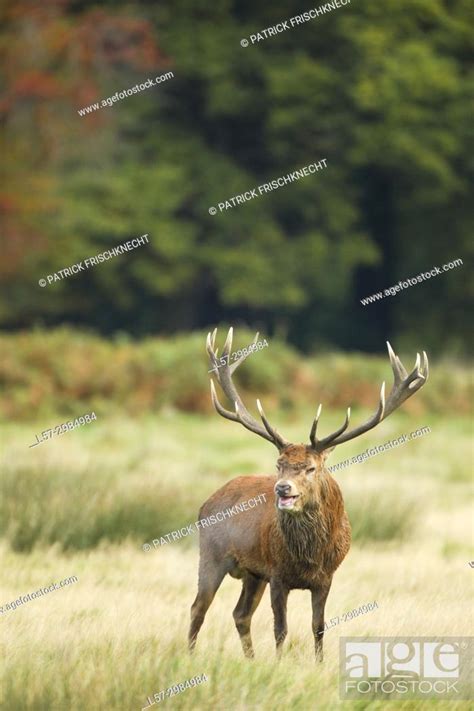 Red Deer Stag Richmond Park London England Stock Photo Picture