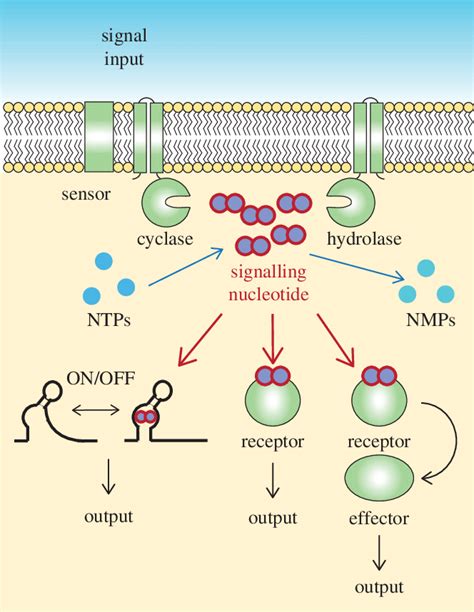 Cyclic Nucleotide Signaling Pathway