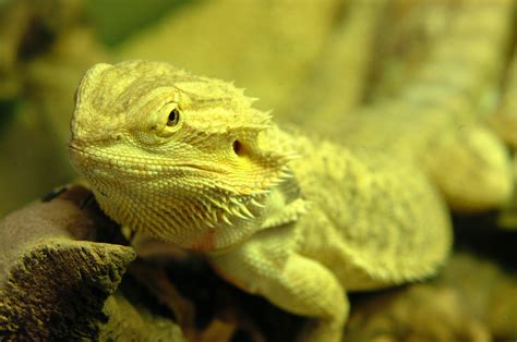🔥 [120+] Bearded Dragon Wallpapers | WallpaperSafari